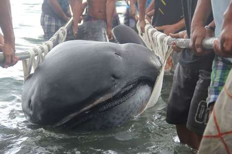 Tubarão "bocão" foi encontrado morto essa semana nas Filipinas Foto: The Mirror / Reprodução