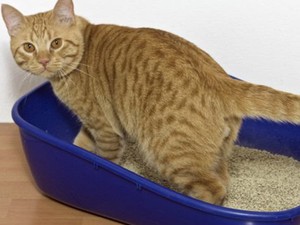 Areia usada em caixas de fezes para gatos pode ajudar (Foto: Thinkstock/BBC)