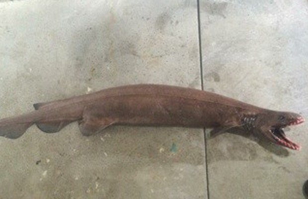 Exemplar de tubarão-cobra encontrado tem 2 metros de comprimento (Foto: www.setfia.org.au/Divulgação)