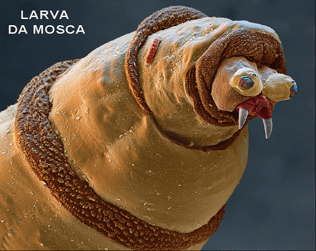 Larva da mosca, ampliada ao microscópio