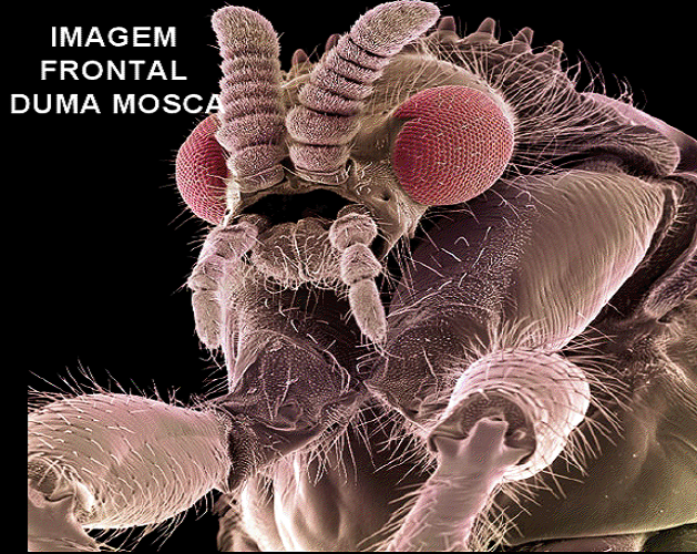 Imagem frontal de uma mosca, ampliada ao microscópio