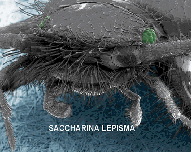 Saccharina Lepisma, traça ou peixinho de prata, ampliada ao microscópio