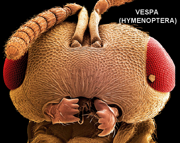 Vespa (hymenoptera), ampliada ao microscópio
