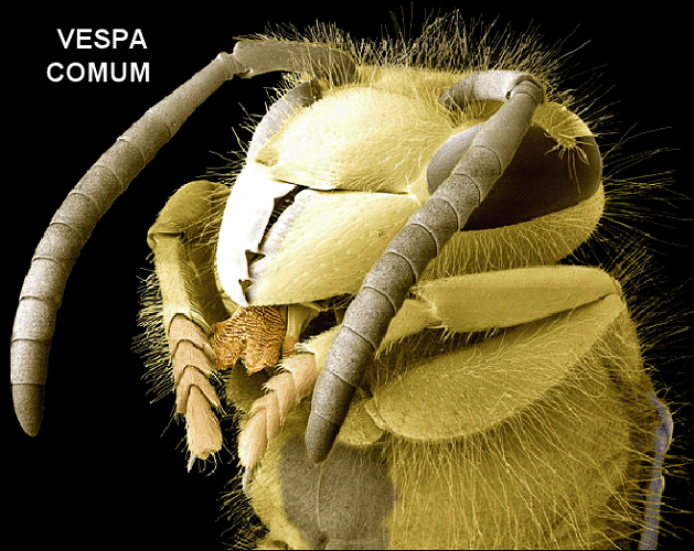 Vespa comum (hymenoptera), ampliada ao microscópio