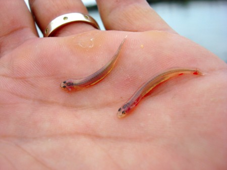 A foto mostra o tamanho dos pequenos peixes Candirus que penetra na uretra, anus ou vagina humana
