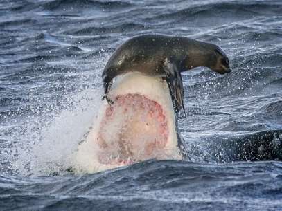 O fotógrafo irlandês David Jenkins, 41 anos, registrou uma foca se equilibrando sobre o focinho de um tubarão branco nas proximidades da costa da Cidade do Cabo, na África do Sul. O animal ficou a centímetros de ser engolido pelo predador, mas consegui escapar Foto: The Grosby Group