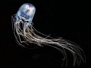 vespa-do-mar-cubomedusa-jellyfish