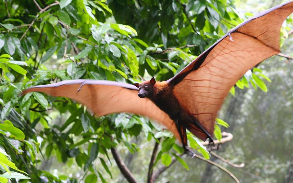 Espécie de morcego chamada de "raposa voadora" é estudada pela primeira vez