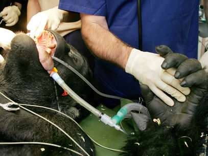 Doença muito graves, que podem levar à morte, também afetam animais Foto: AFP