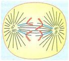 Representação da anáfase no ciclo celular