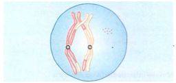 Diacinese na meiose