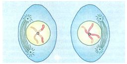 Prófase II na meiose