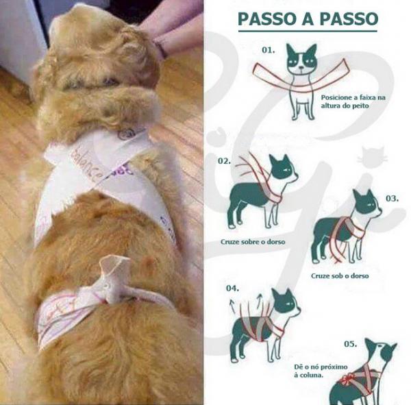 Cachorro e gato usando faixa