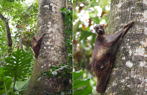 Colugo