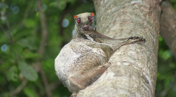 Colugo