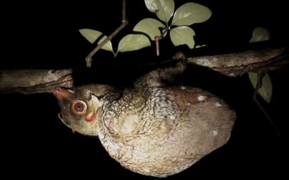 Colugo