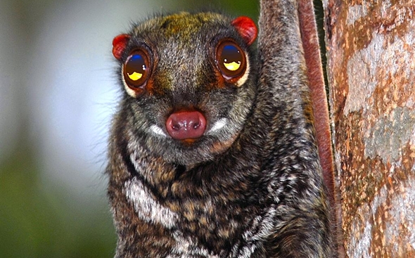 Colugo