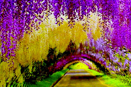 Wisteria Tunnel