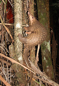 Pangolin borneo.jpg