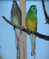 http://www.parrot-bird.com/parrot-pictures/red_rumped_parrot/Psephotus-Haematonotus-21.jpg