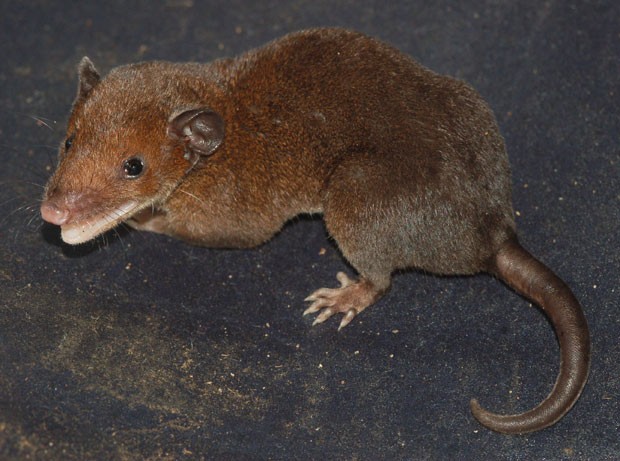 Imagem mostra uma das espécies de cuíca-de-rabo-curto, marsupial descoberto por cientista brasileira. Descrição ainda não foi feita (Foto: Divulgação/Adriano Maciel/Silvia Pavan)