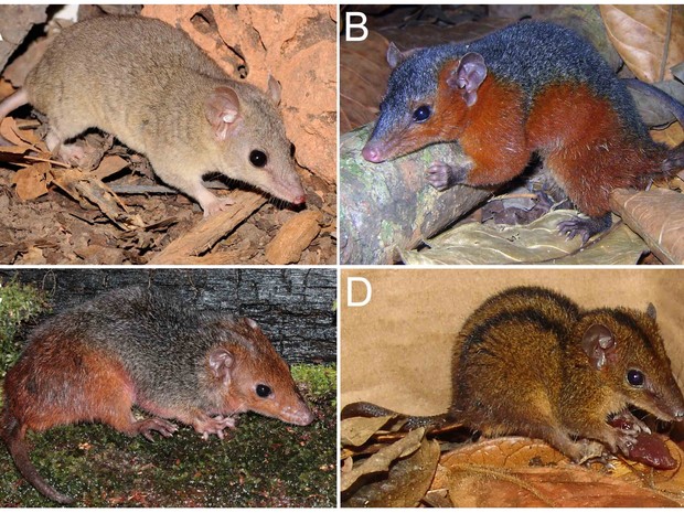 Espécies de ?cuícas-de-rabo-curto? ilustrando diferentes padrões de coloração da pelagem: A, Monodelphis domestica (coloração uniforme); B, M. touan (laterais avermelhadas); C, M. emiliae (cabeça e lombo avermelhados); D, M. americana (listras dorsais esc (Foto: Divulgação/T. Semedo; S. Pavan; T. Semedo; D. Pavan)