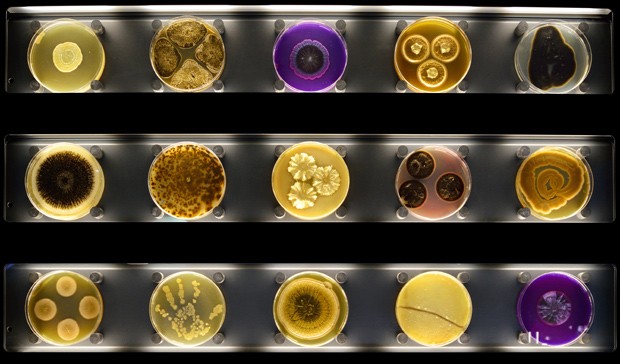 Imagem mostra placas de Petri com cultura de micróbios exibidas no museu Micropia, em Amsterdã (Foto: AFP Photo/Micropia/Maarten Van Der Wal)