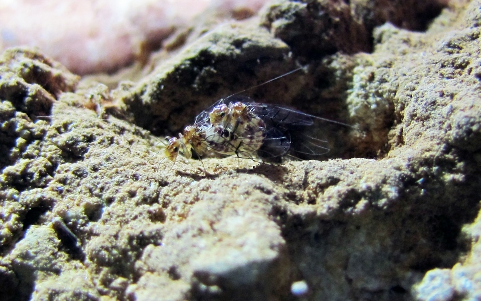 Cientistas descobrem o primeiro pênis feminino do reino animal