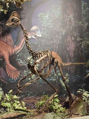 Réplica do Anzu wyliei, o Frango do Inferno, no Museu de História Natural de Pittsburgh, nos EUA Foto: Reuters