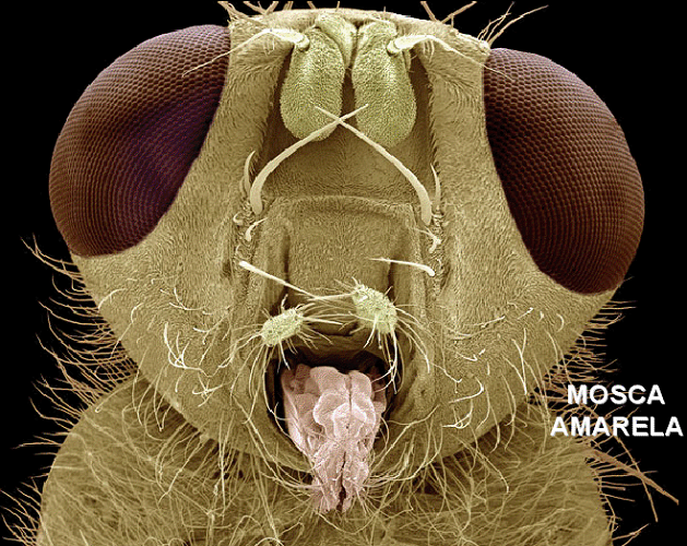 Mosca amarela, ampliada ao microscópio