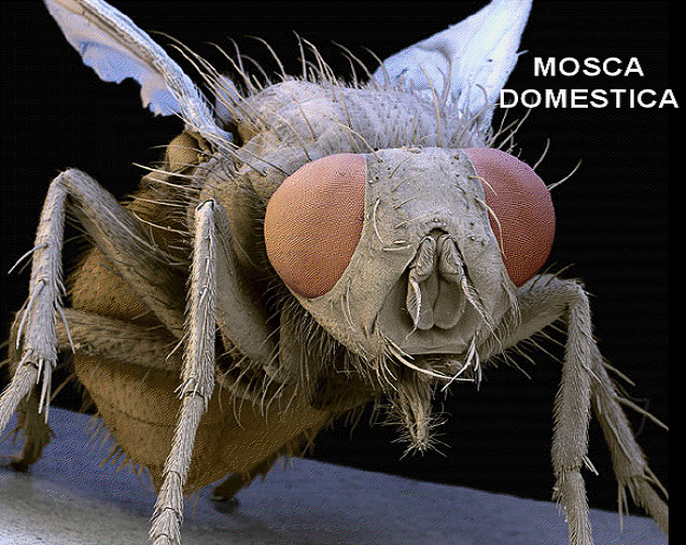 Mosca doméstica, ampliada ao microscópio