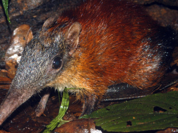 Apesar de pequeno e peludo, sengis têm características semelhantes a de seus parentes mais distantes, os elefantes Foto: F Rovero / AFP