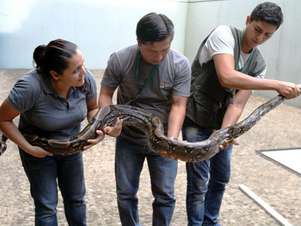 As serpentes foram transferidas temporariamente a um centro de proteção de animais Foto: EFE