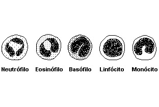 tecido sanguíneo e linfático