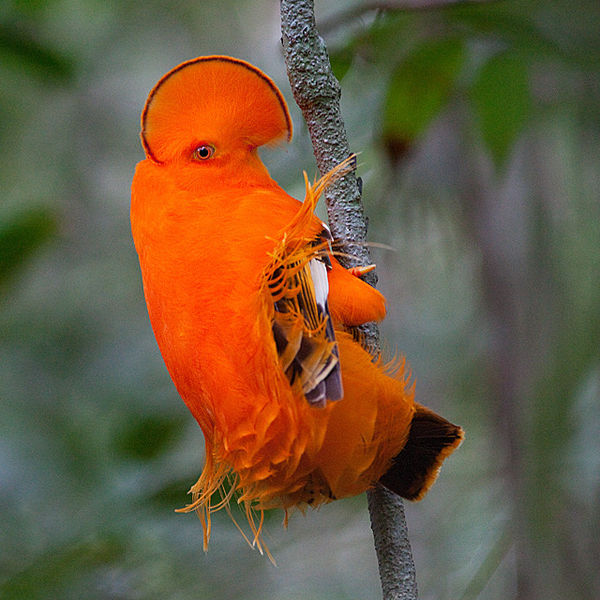 Ficheiro:Guianan Cock-of-the-rock (Rupicola rupicola).jpg