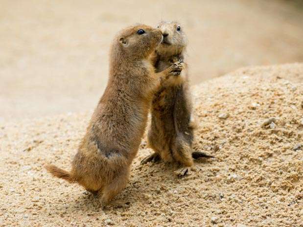 Um fotógrafo flagrou um casal de cães-da-pradaria que parecem se preparar para dançar, no zoológico de Praga Foto: The Grosby Group