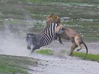 Fotógrafo amador registrou momento em que uma zebra se salvou do ataque de um leão ao dar um coice no predador.Foto: Thomas Whetten/Caters / BBC Brasil