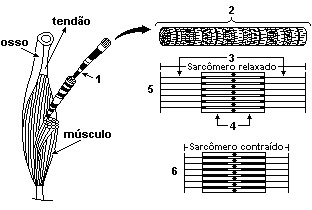 tecido muscular