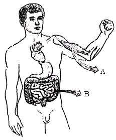 Tecidos Musculares | Celulas musculares