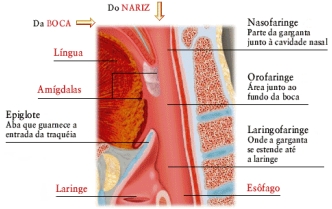 Esquema da faringe ou garganta.