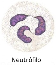 neutrofilo