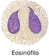 eosinofilo