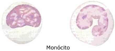 monocito