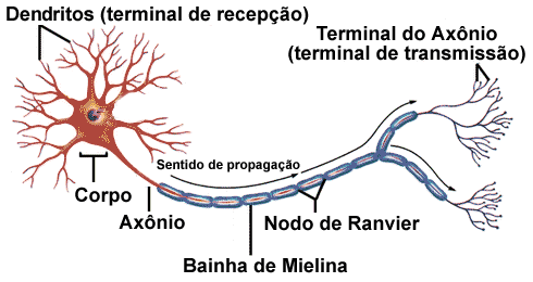 Neurônio