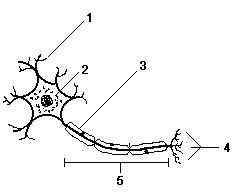 Sistema nervoso - neuronio