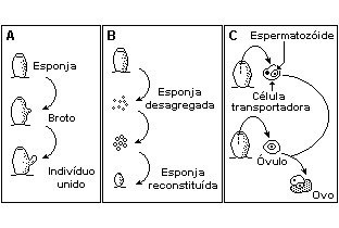 proriferos