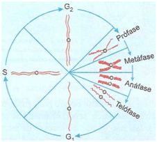 Ciclo da mitose