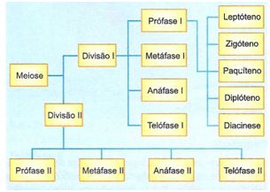 Esquema geral da meiose