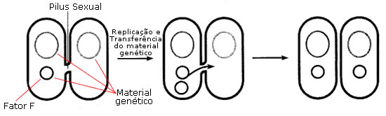 Conjugação