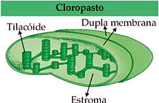 Cloroplasto